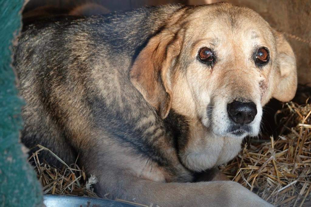 Bica Elena Carmina, sanctuar, Animale Salvate și Iubite